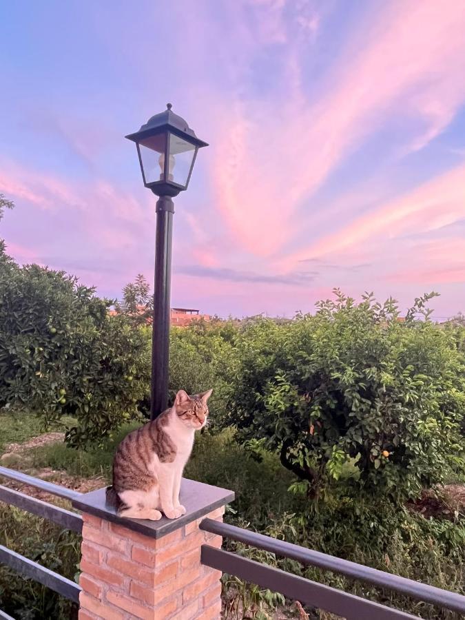La Pomelia B&B Sofia Trappitello Zewnętrze zdjęcie