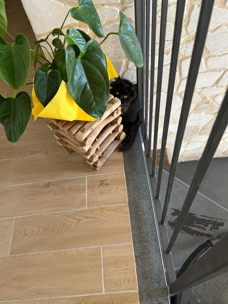 La Pomelia B&B Sofia Trappitello Zewnętrze zdjęcie
